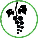 Grapes Icon